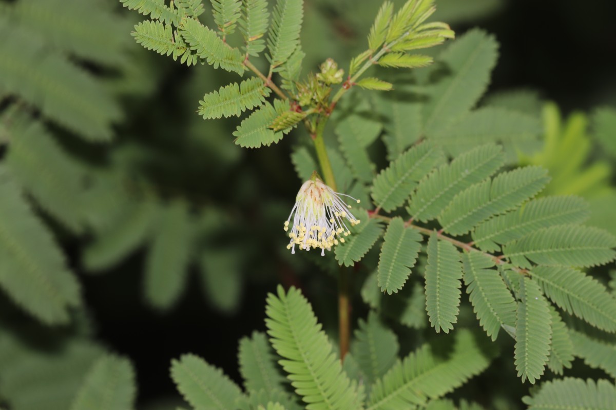 Desmanthus virgatus (L.) Willd.